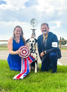 Spotlite's Dappled Shining Light