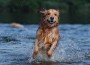 Golden,Retriever,Swimming,In,The,River