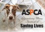 F ASPCA