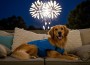 A,Dog,Looking,Relaxed,And,Comfortable,During,A,Fireworks,Display,