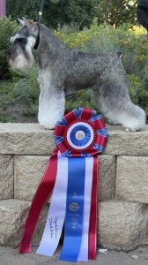 Carmel Mr. Joe Adamis