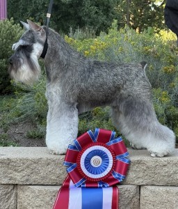 Carmel Mr. Joe Adamis