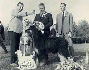  1968 Ch. Charaj Summer Storm 