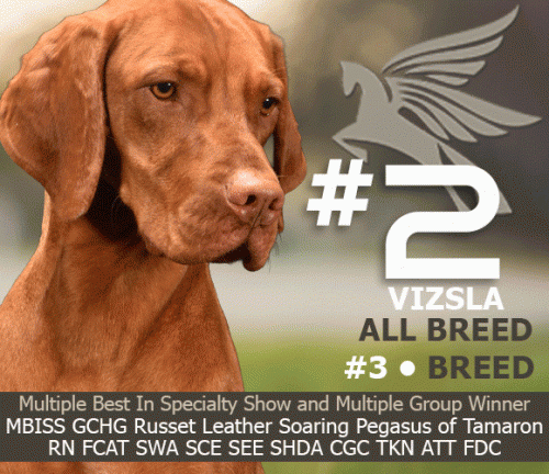 27 McClintock_VizslaAug25_8_22