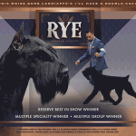 32 McGee_Rye_Online_Animated