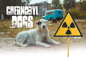 F Chernobyl Dogs