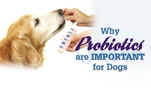 F Why Probiotics are important