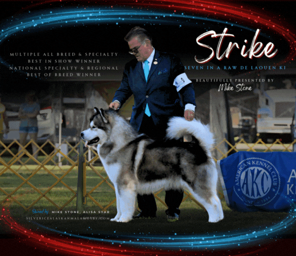 25 Syar_STRIKE_Daily Show Results