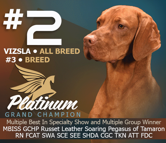 27 McClintock_VizslaOct2025