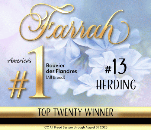 31 Paquette_BOUVIER_Oct25