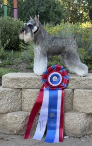 Carmel Mr. Joe Adamis 10182