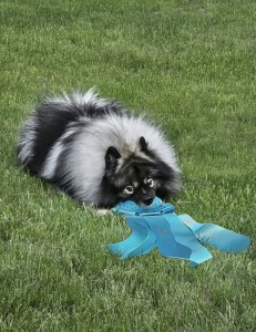 Cedarhill-Shamrock Master Gave Dobby A Sock