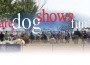F Are Dog Shows Fun