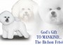 F The Bichon Frise