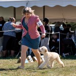 LagottoNationalClasses1Oct25-87