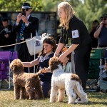 LagottoNationalSweeps1Oct25-23