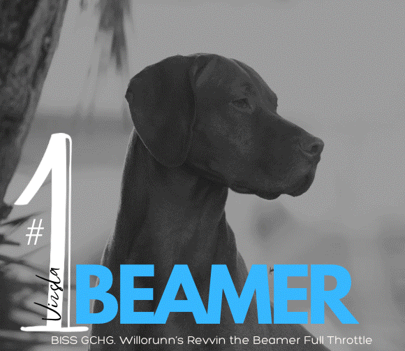 19 Bickley_Franckowiak-Viszla