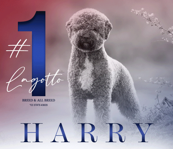 29 HarryLagotto Killeen Amy_6_14_25