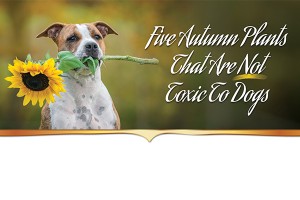 F Five Autumn Plants