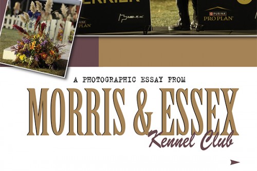 F Morris & Essex