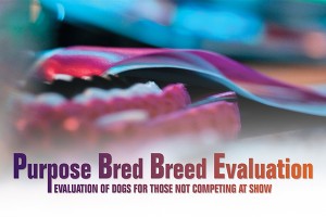 F Purpose Bred Breed Evolution