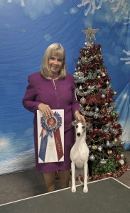 Texano Order Of The Phoenix