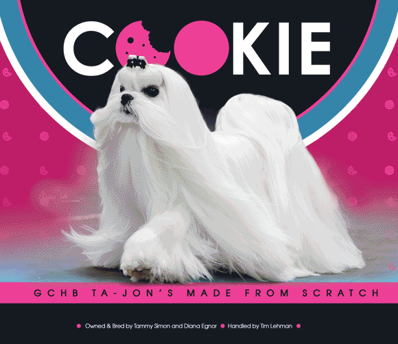 18 Cookie_CC_Animated_Updated