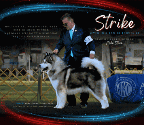 25 Syar_STRIKE_Daily Show Results