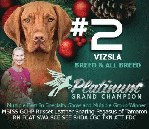 27 McClintock_Vizsla_SR_Nov25