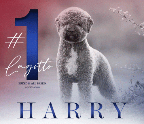 29 HarryLagotto Killeen Amy_6_14_25