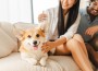Cute,Corgi,Dog,Enjoys,Love,From,Owners,On,A,Cozy