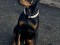 DobermanASIB