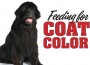 F Feeding for Coat Color