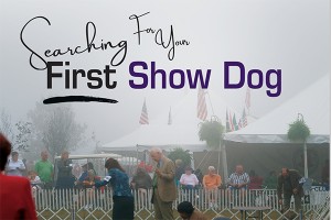 F Searching For Your First Dog Show