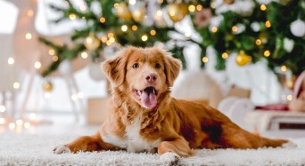 Toller,Retriever,Dog,In,Christmas,Time,Lying,On,Floor,Wit