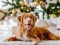 Toller,Retriever,Dog,In,Christmas,Time,Lying,On,Floor,Wit