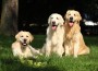 Nice,Golden,Retrievers,Lying,Together,In,The,Garden
