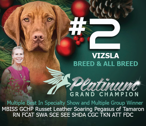 27 McClintock_Vizsla_SR_Nov25