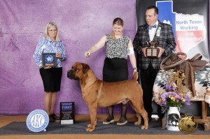 Alpha Delta Kennel A Winter Storm Warnin