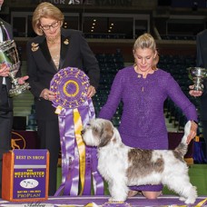 CC Best In Show Club | Canine Chronicle