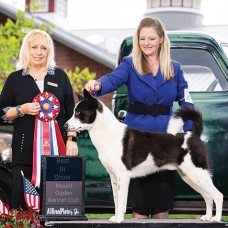 CC Best In Show Club | Canine Chronicle