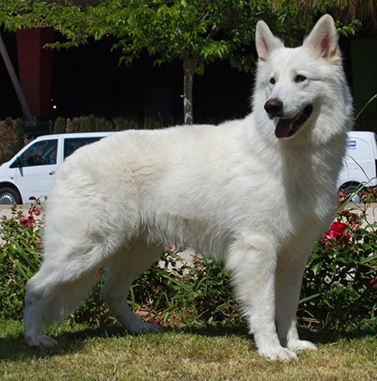 The Kennel Club: New Breed – White Swiss Shepherd Dog | Canine Chronicle