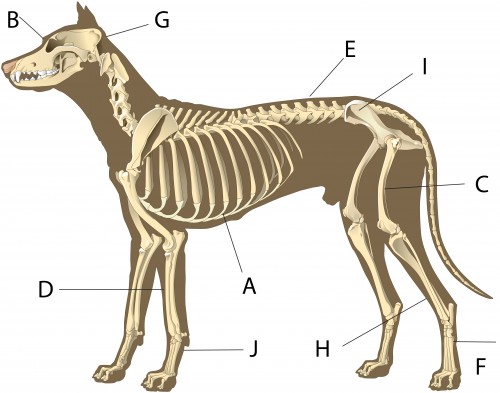 Pop Quiz! Skeletal Anatomy – Check Your Answers! | Canine Chronicle