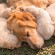 The,Golden,Puppy,Is,Sleeping,In,His,Mother's,Side,In