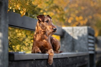 Irish,Terrier,Dog,Posing,On,A,Bench