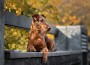 Irish,Terrier,Dog,Posing,On,A,Bench