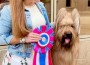 Briard_Legion Of Boom De Bejaune