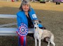 Whippet_Starline-Windborn-Classique