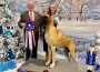 Great Dane_Vztop Hillside Just Another Southern Gentleman