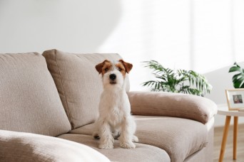 Wire,Haired,Jack,Russell,Terrier,Puppy,On,The,Beige,Textile